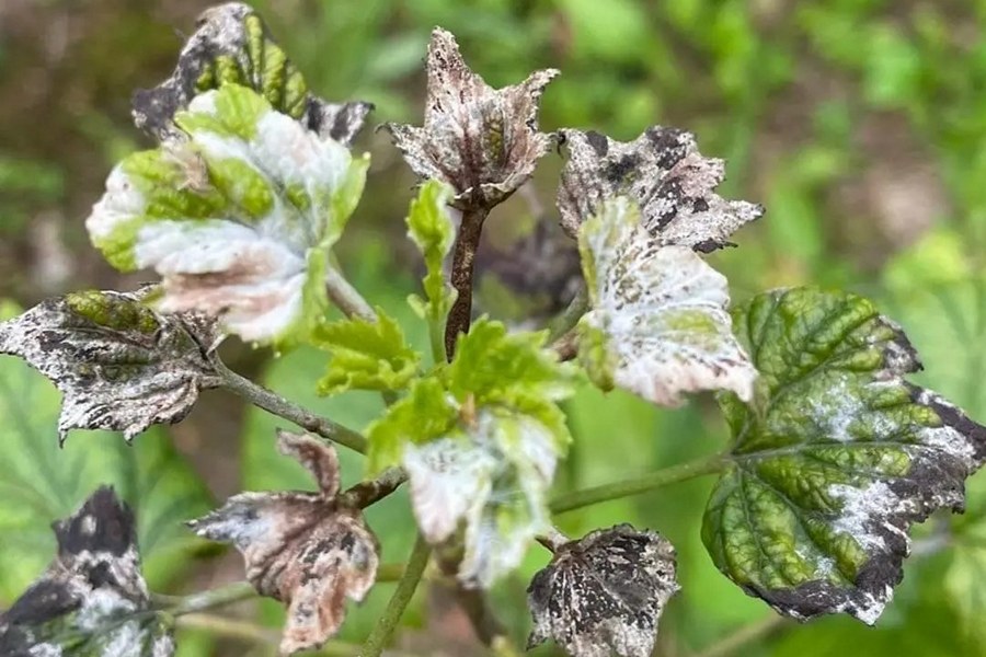 Mustal sõstral karusmarja jahukaste foto sigrid solomon tunnuspilt