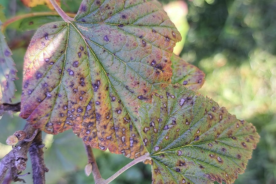 Sõstra ja karusmarja helelaiksus (mycosphaerella ribis) tunnuspilt