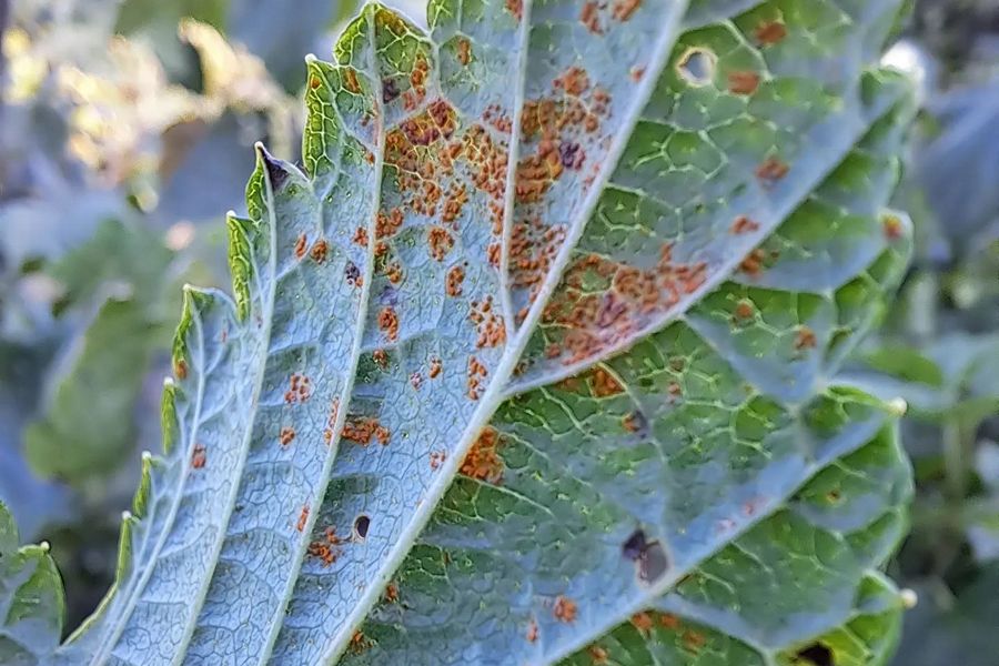 Sõstra viltrooste (cronartium ribicola) tunnuspilt