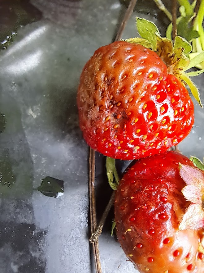 hahkhallitus maasikal