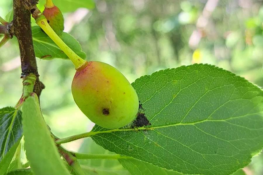 Ploomivaablase tunnuspilt