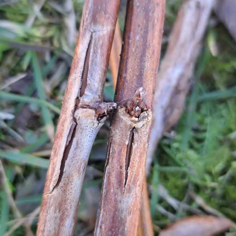 Lähivaade kahest pragunenud, pruunist, kareda pinnaga taimevarrest, mis asuvad rohelisel murul ja hägusel taimestikul taustal.