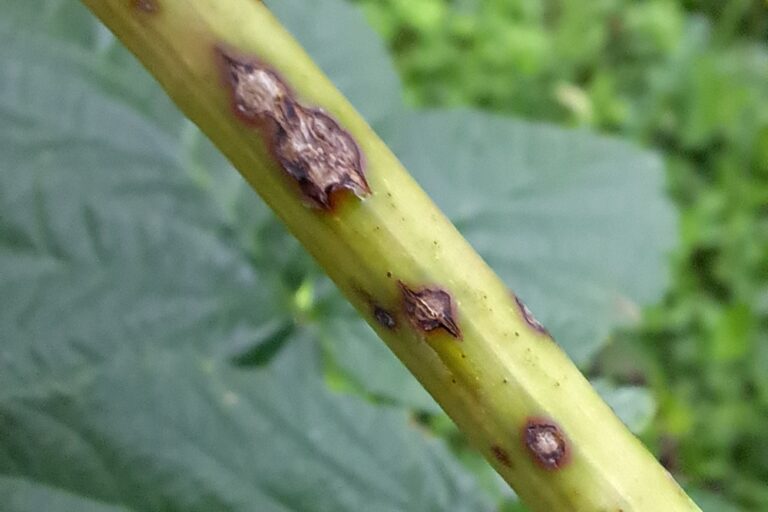 Lähivaade taimevarrest, millel on mitu tumedat, ebakorrapärast laiku, mis viitavad haiguse või kahjustuse tunnustele. Taustal on ähmased rohelised lehed.