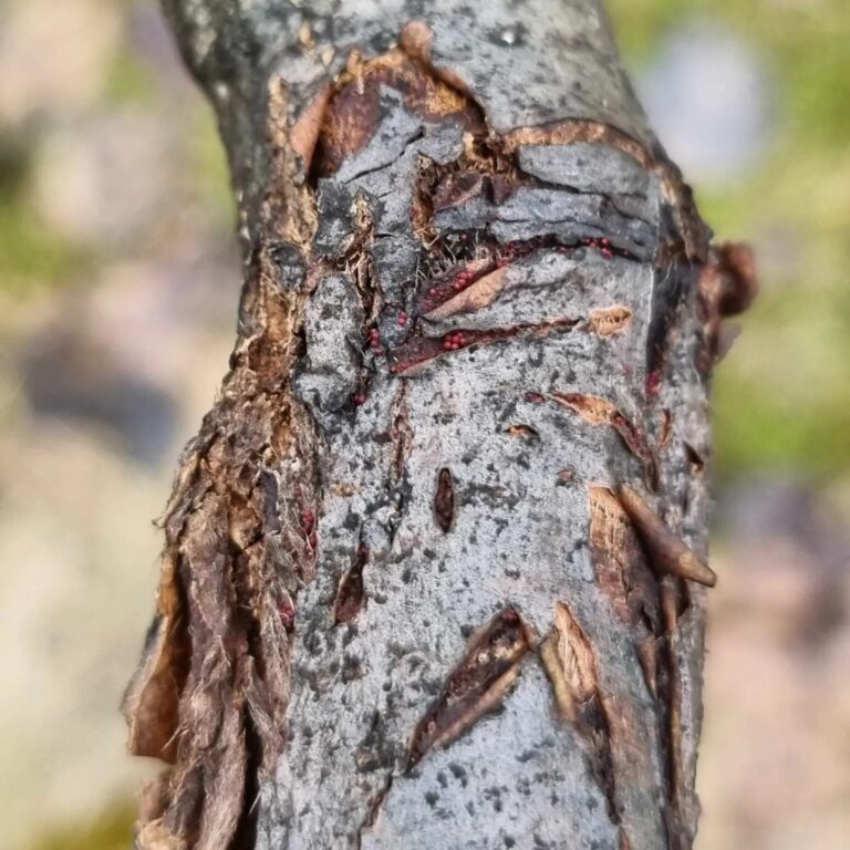Viljapuu-tüvevähk. Foto: Eva-Kadri Rossner
