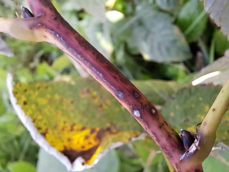 Vaarika-antraknoos. T.Annuk