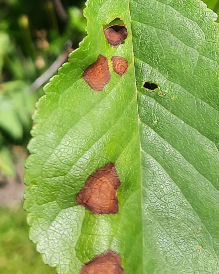 Luuviljaliste lehepõletik (stigmina carpophila) kirsil