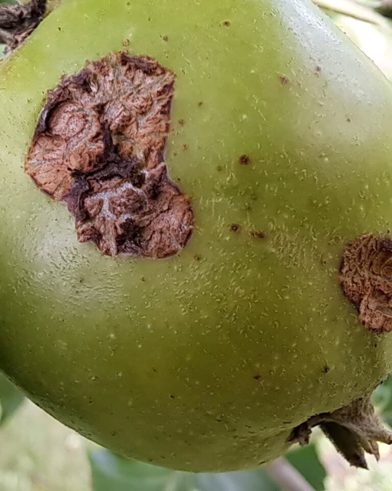 Õunapuu kärntõbi