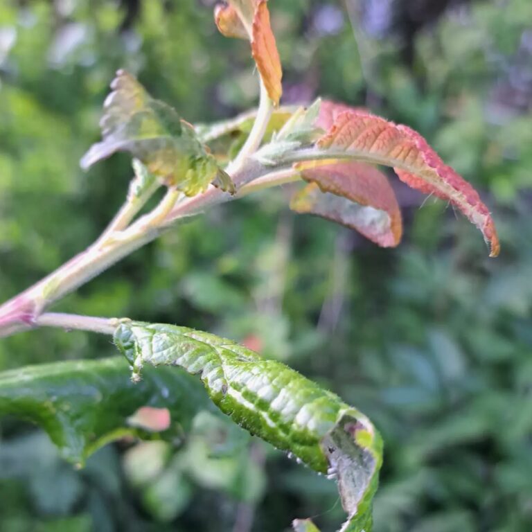 Ploomipuu lehetäi