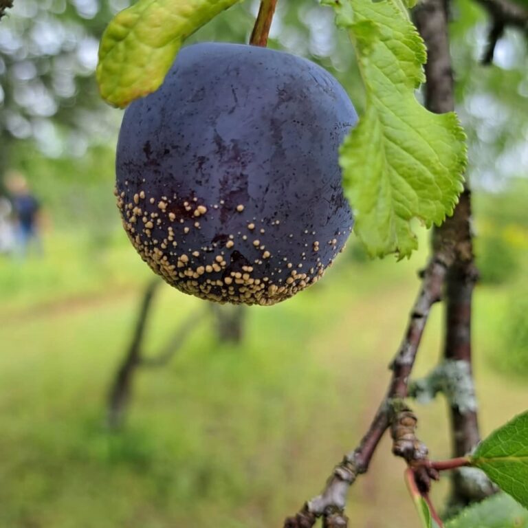 Puuviljamädanik ploomil