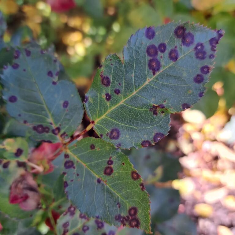 Lehelaiksus roosil