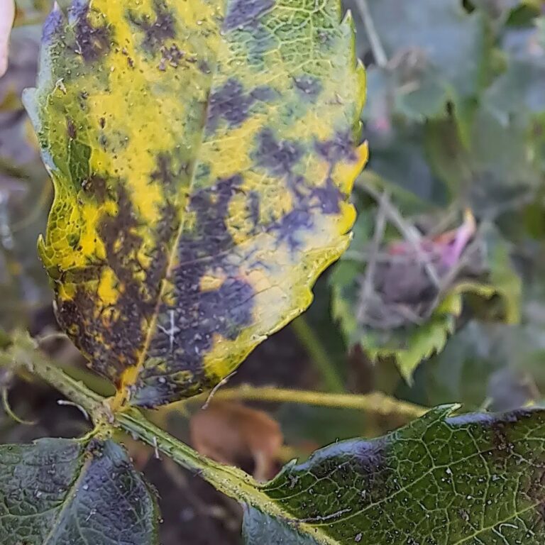 Roosi-tahmlaiksus (Diplocarpon rosae) on laialt levinud seenhaigus. Lehed muutuvad kollakaks ning neile ilmuvad ebakorrapärased mustad laigud