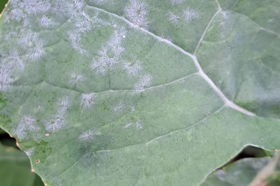 Kapsa jahukaste (erysiphe cruciferarum) kaalikal tunnuspilt