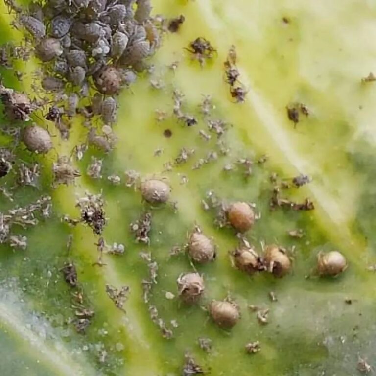 Lähivaade rohelisest lehest, mis on nakatunud väikeste hallide ja pruunide kapsa-tuhktäide (brevicoryne brassicae) kobaratega