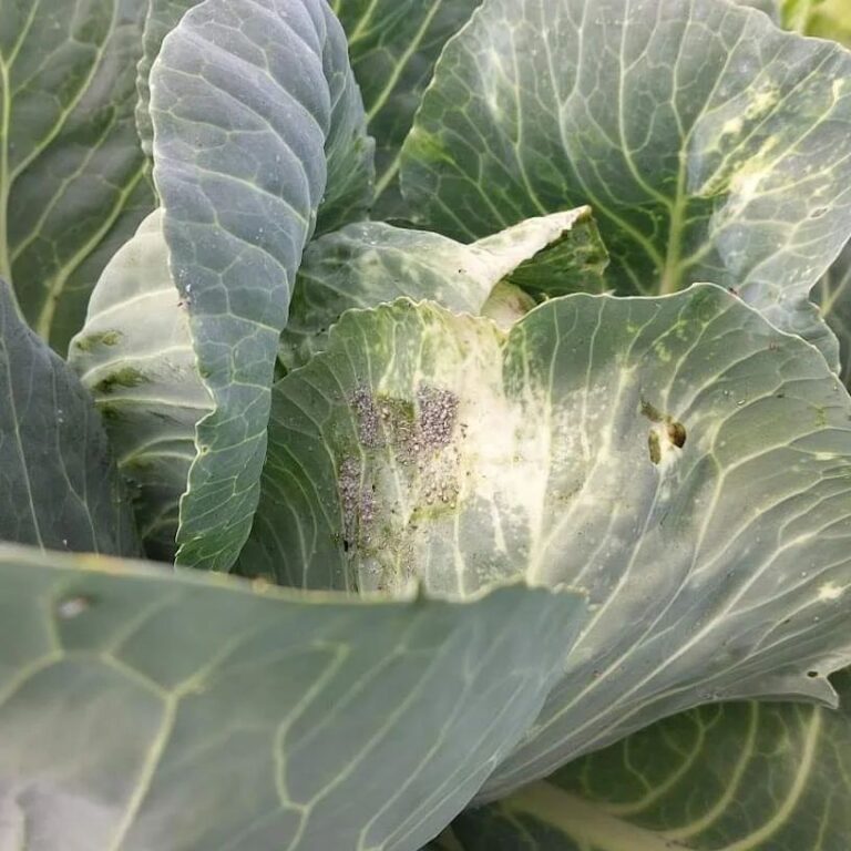 Lähivõtte kapsalehest, millel on nähtavad kahjustused ja väikesed hallikad putukakogumid, mis on tuvastatud kui kapsa-tuhktäi (Brevicoryne brassicae), mis viitab kahjustaja nakatumisele.