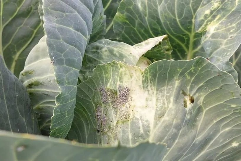Kapsa tuhktäi (brevicoryne brassicae) foto hanna tamsalu tunnuspilt