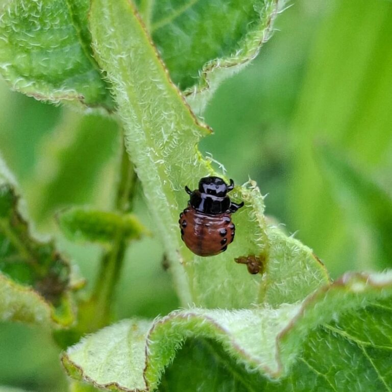 Kartulimardika vastne. Foto Tiiu Annuk