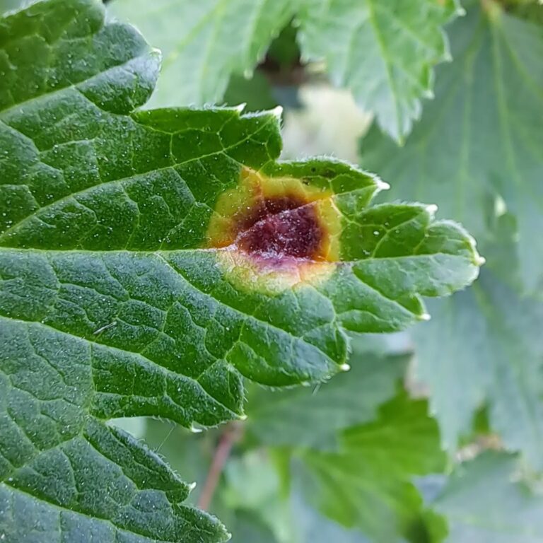 Karusmarja ja sõstrarooste (puccinia ribesii caricis) punasel sõstral