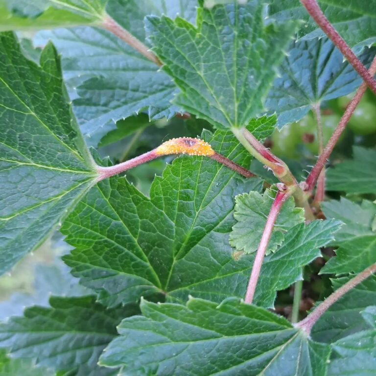 Karusmarja ja sõstrarooste (puccinia ribesii caricis) punasel sõstral