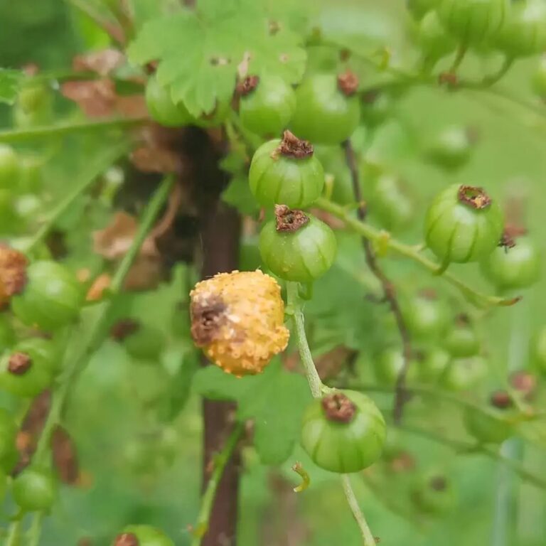 Karusmarja ja sõstrarooste (puccinia ribesii caricis) punasel sõstral