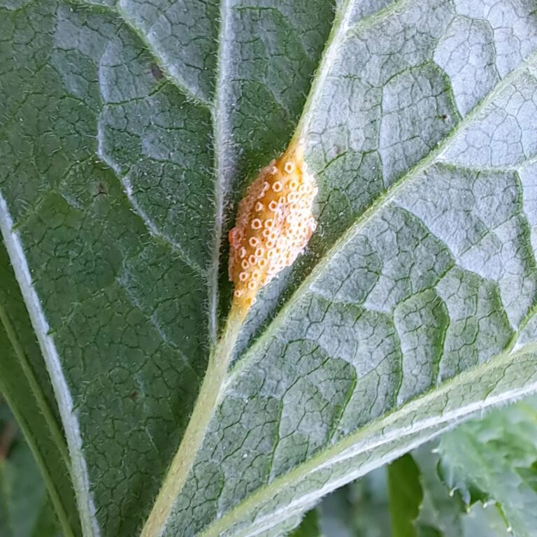 Karusmarja ja sõstrarooste (puccinia ribesii caricis) punasel sõstral
