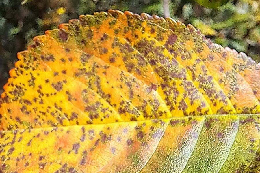 Kirsipuu lehevarisemistõbi (blumeriella jaapii) tunnuspilt