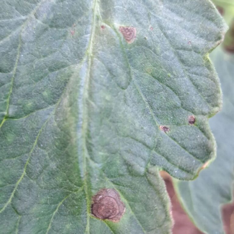 Kuivlaiksus tomatil (alternaria solani) 3