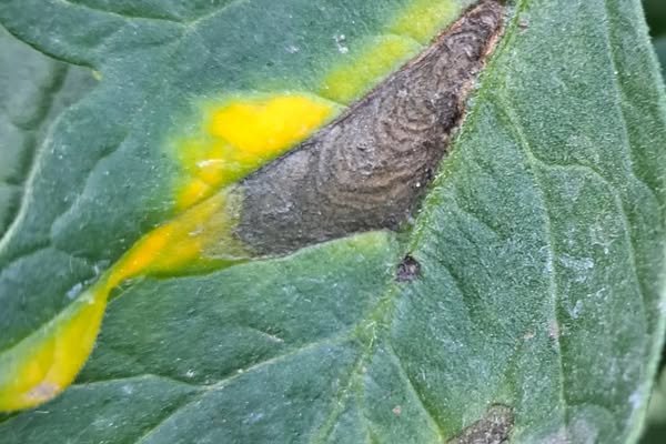 Kuivlaiksus tomatil (alternaria solani) tunnuspilt