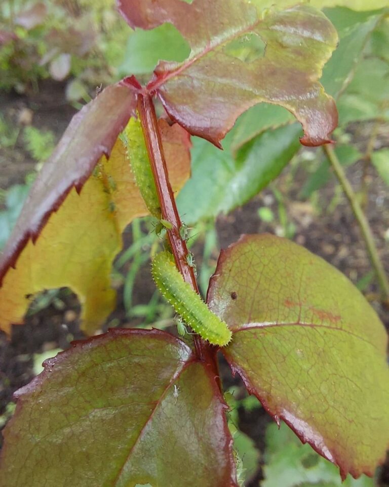 Lehevaablane Monophadnoides rubi. Foto Ilmar Süda