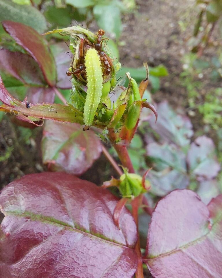 Lehevaablane Monophadnoides rubi. Foto Ilmar Süda