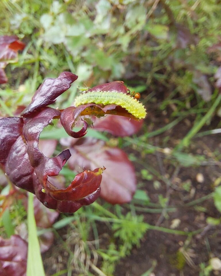 Lehevaablane Monophadnoides rubi. Foto Ilmar Süda