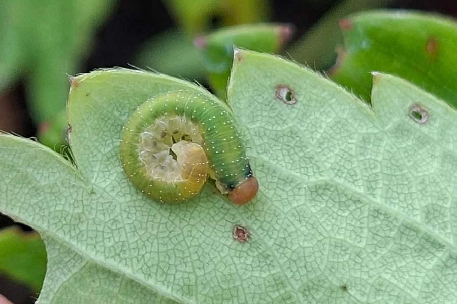Lehevaablase (allantus cingulatus) ebaröövik tunnuspilt