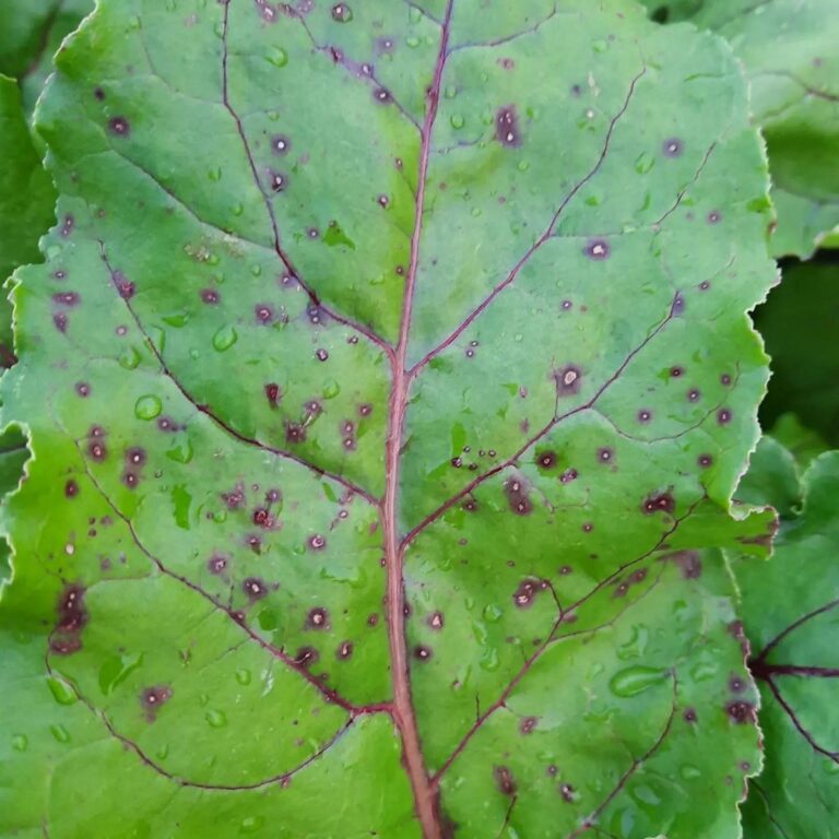 Peedi lehetähnisus (cercospora beticola) 2