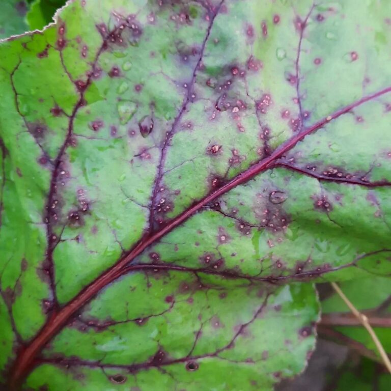 Peedi lehetähnisus (cercospora beticola)