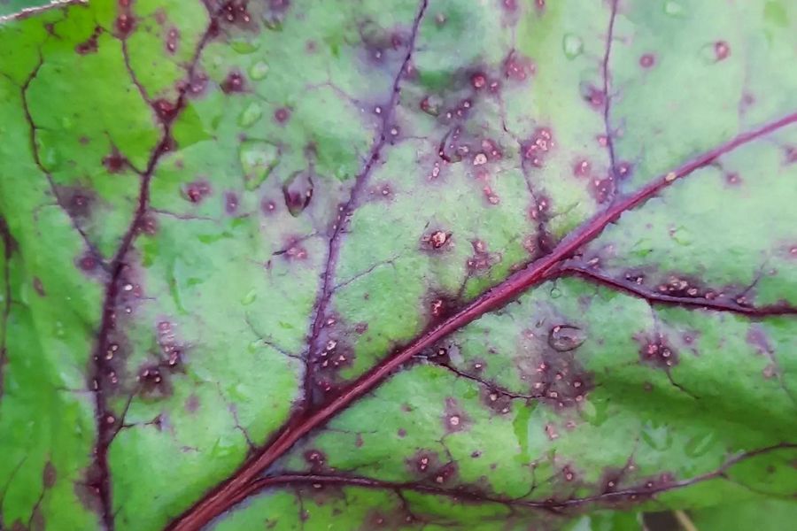 Peedi lehetähnisus (cercospora beticola) tunnuspilt