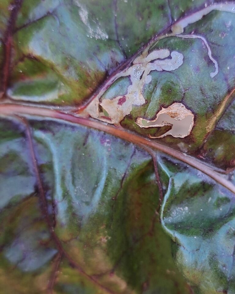 Peedikärbes (pegomya hyoscyami) 2