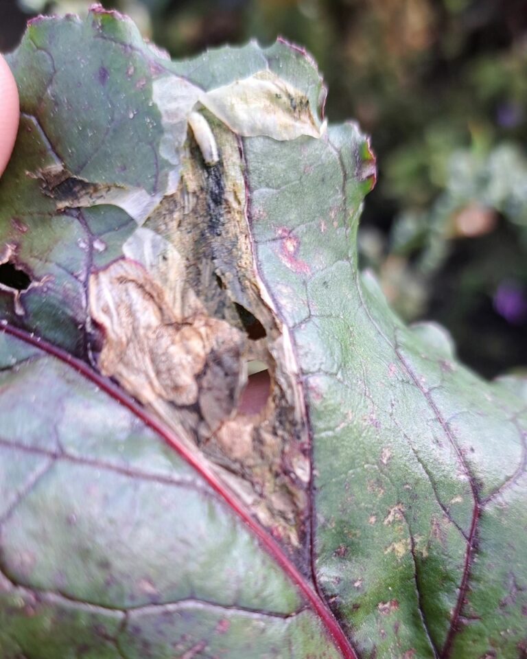 Peedikärbes (pegomya hyoscyami)