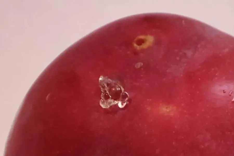 Ploomimähkur (grapholita funebrana) tunnuspilt