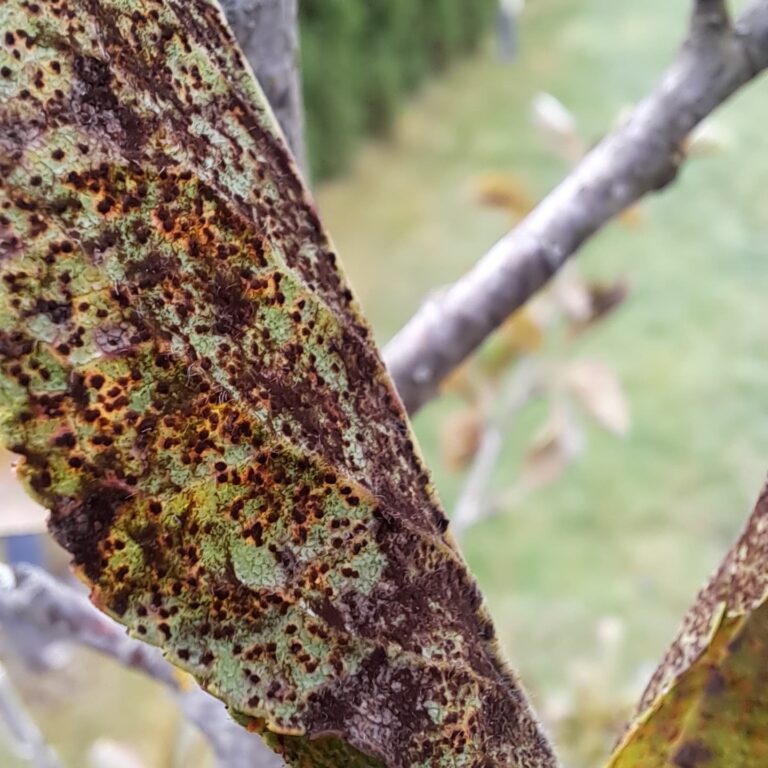 Ploomipuu leherooste (tranzchelia pruni spinosae)