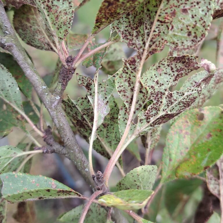Ploomipuu leherooste (tranzchelia pruni spinosae)