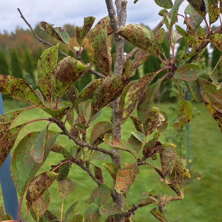 Ploomipuu leherooste (tranzchelia pruni spinosae)