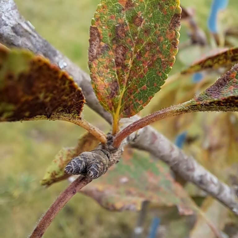 Ploomipuu leherooste (tranzchelia pruni spinosae)