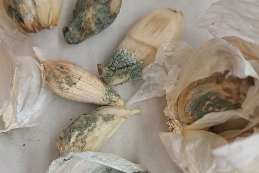 Rohehallitus (penicillium spp) küüslaugul tunnuspilt