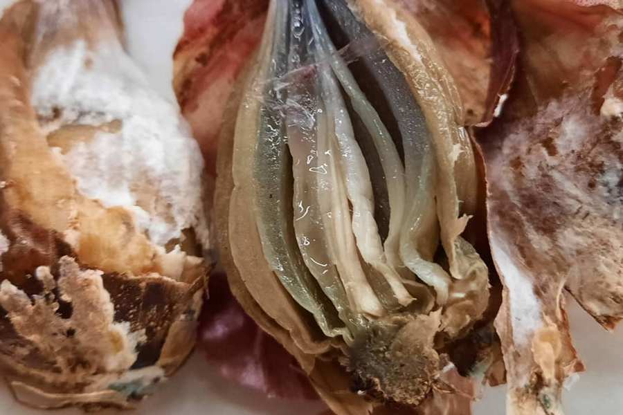 Sibula valgemädanik tunnuspilt