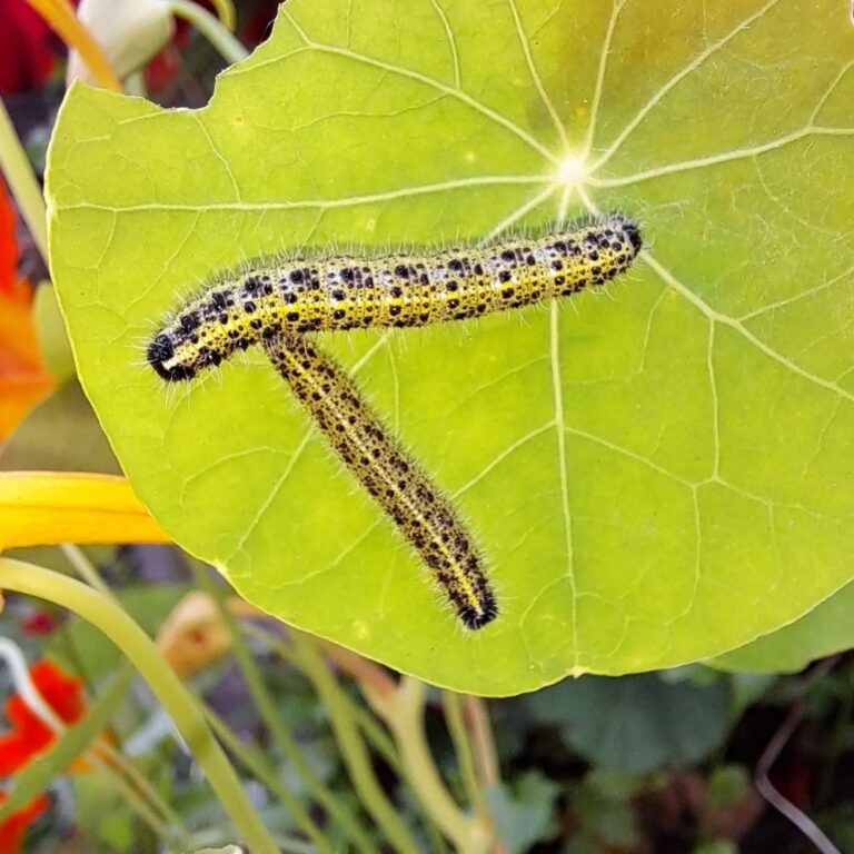 Suur kapsaliblikas (pieris brassicae) 3