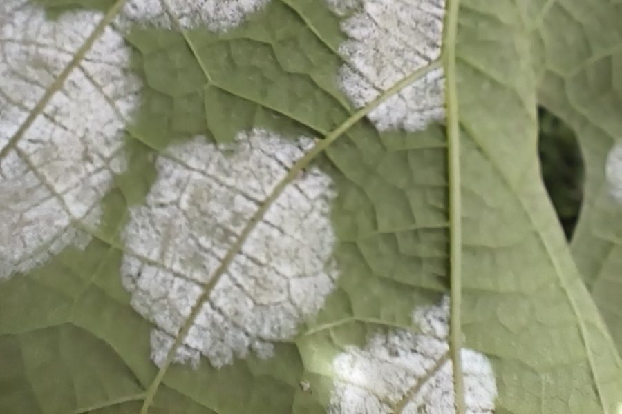 Viinapuu ebajahukaste (plasmopara viticola) tunnuspilt