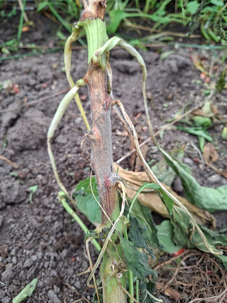 Lähivõtte taimevarrest, millel on näha hallikas hallituse kasv, kokkutõmbunud lehed ja mädanemise tunnused. Näha on ümbritsev muld ja taustal on näha teisi taimi.