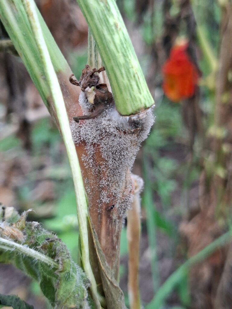 Lähivaade tiheda, hallikas hallitusega kaetud taimevarrest. Taustal on fookusest väljas olev rohelus ja vihje punakasoranžile paprikale.