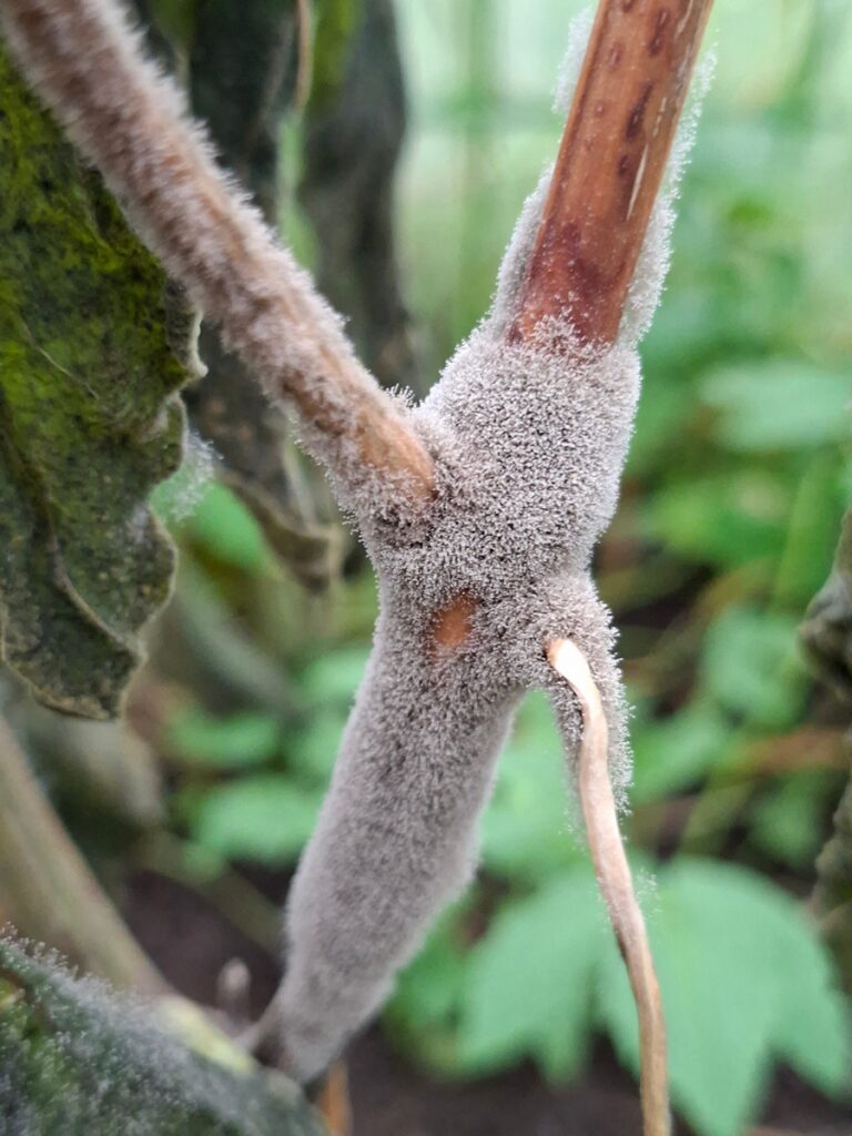 Taimevars, mis on kaetud tiheda hallikas hallituse või seene kihiga, taustal mõned rohelised lehed ja hägune lehestik.
