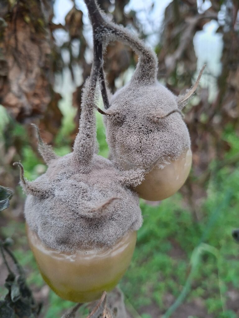 Kaks tomati, mis on kaetud paksu halli hallitusega, ripuvad viinapuu küljes. Tomatid on värvunud ja närtsinud ning nende taustal on mädanenud lehestik.