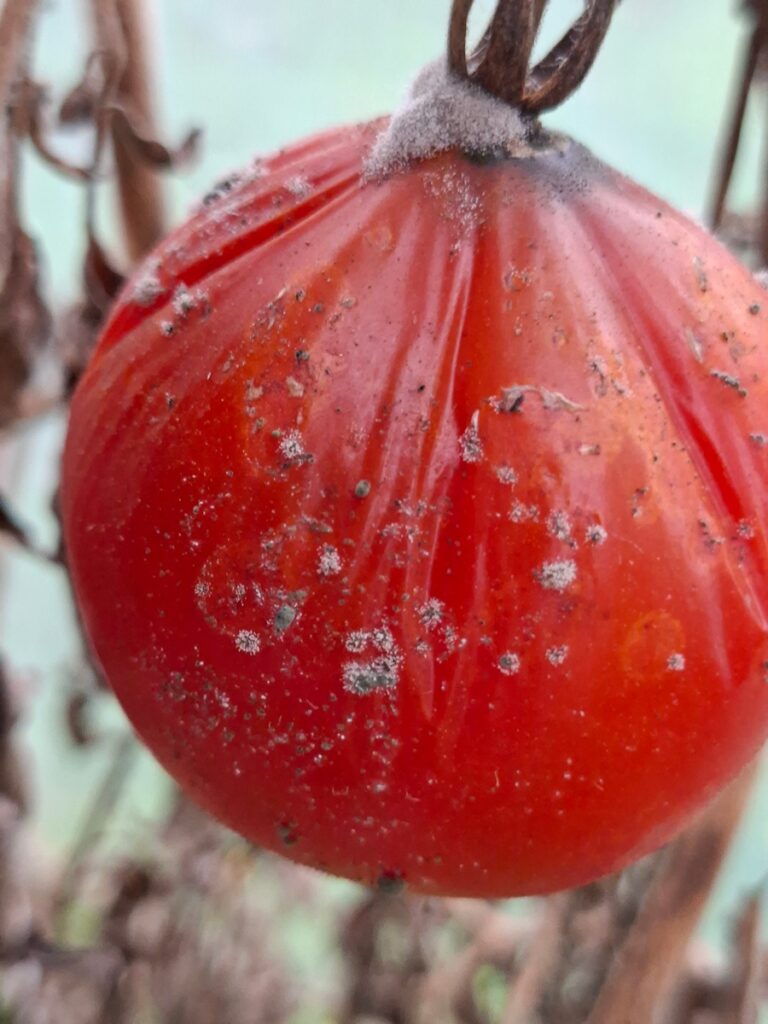 Lähivaade punasest tomatist, mille koor on kortsus ja mille pinnal on näha hallituse laike. Taustal on ähmased vihjed kuivale, pruunile varrega.